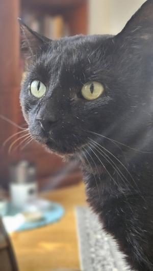 Close-up of a black cat with bright green eyes, looking directly at the camera.