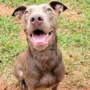A brown dog with floppy ears and a happy expression, sitting on grass.
