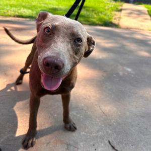 Casey, Mixed Breed (Medium), adult, available for adoption