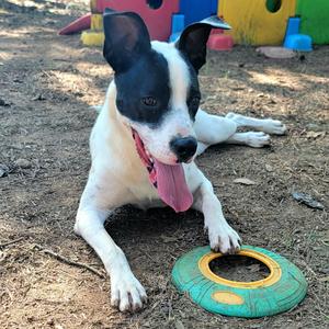 Bella, Mixed Breed (Medium), adult, available for adoption
