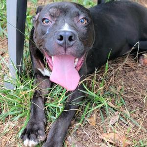 Briggs, Terrier, Pit Bull, adult, available for adoption