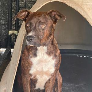 Beckham, Mixed Breed (Medium), adult, available for adoption