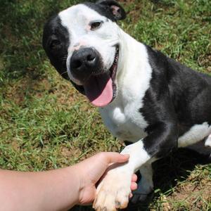 Donnil, Terrier, Pit Bull, adult, available for adoption