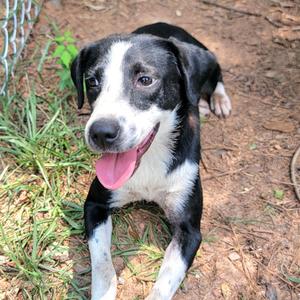 Darla, American Blue Heeler, adult, available for adoption