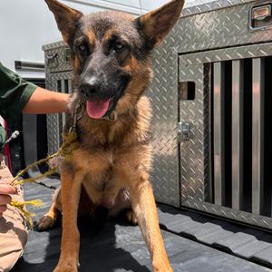 Ashley, Shepherd, German, adult, available for adoption