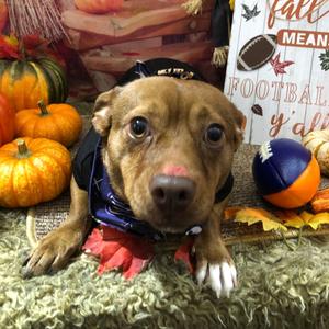 Darla, Chihuahua, adult, available for adoption
