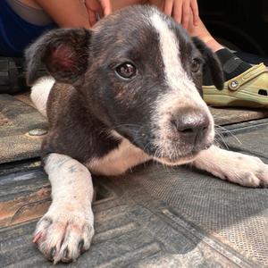Candace, Mixed Breed (Medium), puppy, available for adoption