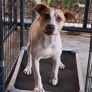 Corbee, Mixed Breed (Medium), adult, available for adoption