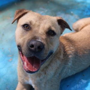 Austin, Bulldog, adult, available for adoption