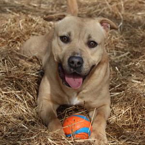 Austin, Bulldog, adult, available for adoption