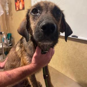 Bentley, Mixed Breed (Medium), adult, available for adoption