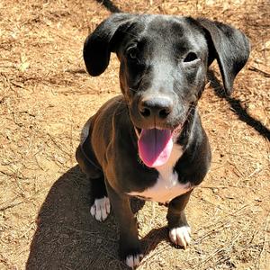 Gatsby, Mixed Breed (Medium), adult, available for adoption