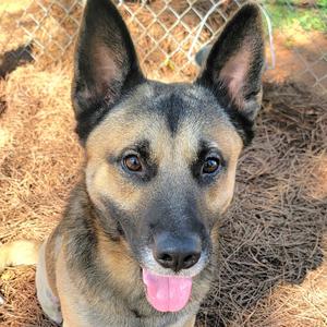 Chewbacca (Bocca), Shepherd, adult, available for adoption