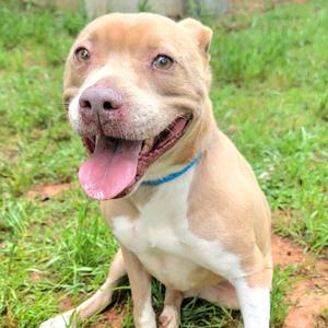 A light brown dog with white markings, wearing a blue collar, sitting in grass and looking at the camera with its tongue out.