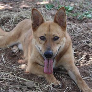 A tan dog with its tongue hanging out, lying on the ground.