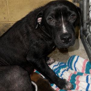 Fern, Mixed Breed (Medium), adult, available for adoption