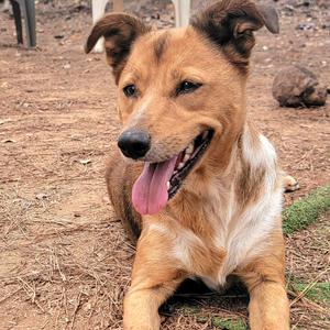 A brown and white dog with floppy ears and a pink tongue is lying on the ground, looking at the camera.