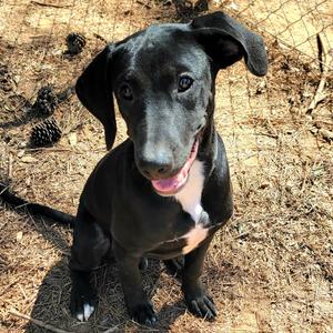Asher, Mixed Breed (Medium), adult, available for adoption