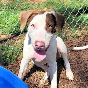 Falkor, Mixed Breed (Medium), adult, available for adoption