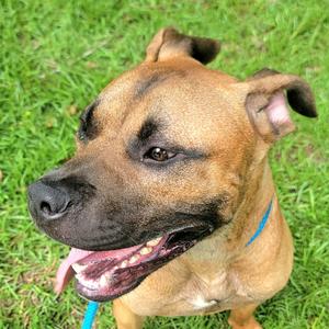 Bondo, Mixed Breed (Medium), adult, available for adoption