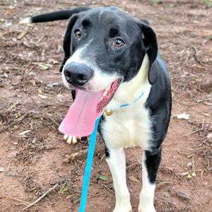 A black and white dog with its tongue hanging out, standing on a dirt path.