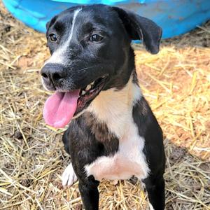 April, American Blue Heeler, adult, available for adoption