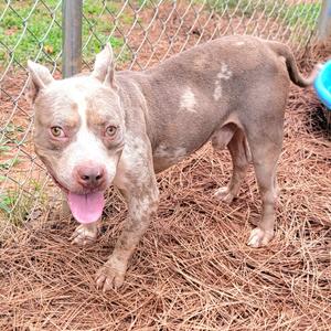 A brown and white dog with a pink tongue sticking out, standing on pine needles in front of a chain-link fence.