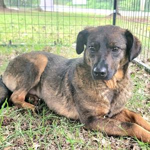Alexa, Mixed Breed (Medium), adult, available for adoption