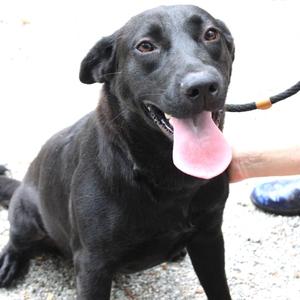 Daisy, Retriever, Black Labrador, adult, available for adoption