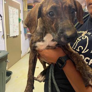 Eliza, Mixed Breed (Medium), adult, available for adoption