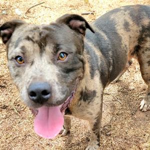 Ajax/ Draco, Bulldog, adult, available for adoption