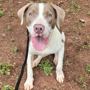 A light brown and white pit bull mix dog with blue eyes sits on the ground, looking up at the camera with its tongue out.