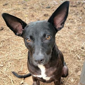 Camilla, Mixed Breed (Medium), adult, available for adoption