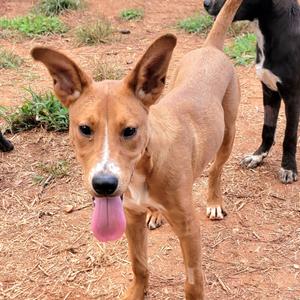 Aristotle, Mixed Breed (Medium), adult, available for adoption