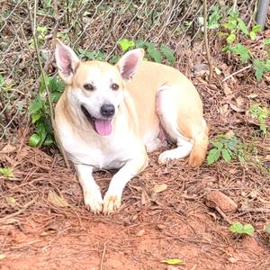 A tan and white dog with its tongue out, lying on the ground covered in leaves and dirt.