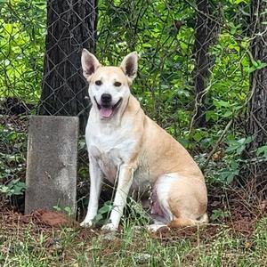 Arwen, Mixed Breed (Medium), adult, available for adoption