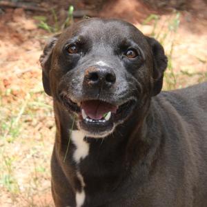 Buddy, Retriever, Black Labrador, senior, available for adoption