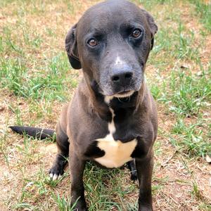 Buddy, Retriever, Black Labrador, senior, available for adoption