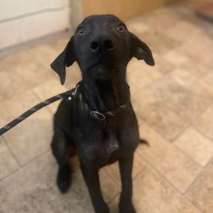 Bink, Mixed Breed (Medium), adult, available for adoption