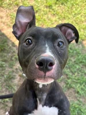 Zoe, Mixed Breed, puppy, available for adoption