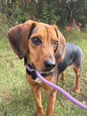 A brown and black dog with floppy ears standing on grass, wearing a purple leash.