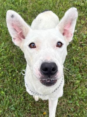 Suki, Mixed Breed, adult, available for adoption