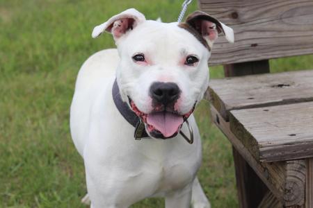 Vosper, Mixed Breed, adult, available for adoption