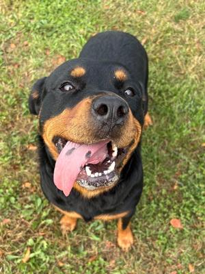 Phoenix, Rottweiler, adult, available for adoption