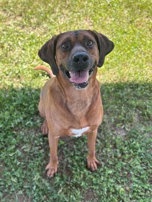 A brown dog with dark ears and a white patch on its chest sits on a grassy lawn, looking up with its tongue slightly out.