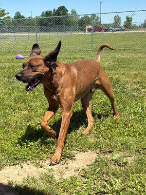 Rusty, Hound, adult, available for adoption
