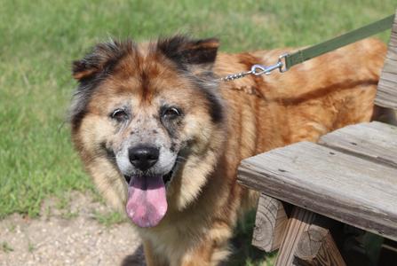 a brown dog with a long tongue sticking out, standing next to a wooden bench