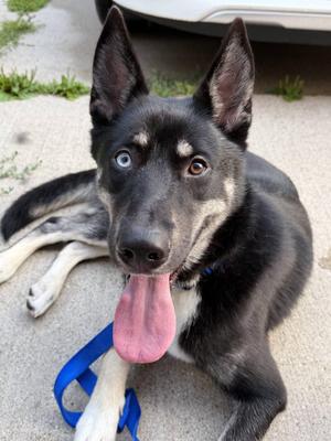 Banshee, Husky, young, available for adoption
