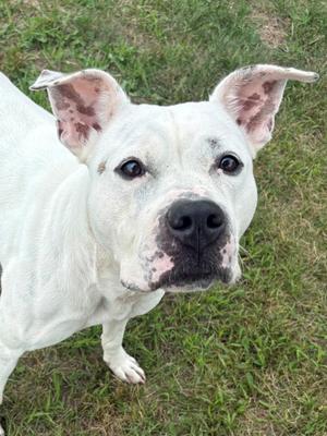 Roo, Mixed Breed, young, available for adoption