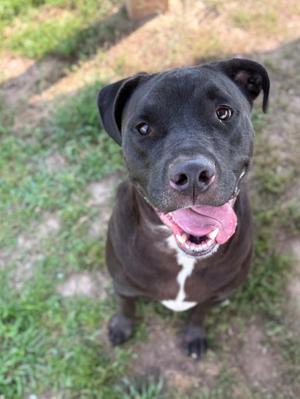A black dog with a white patch on its chest, sitting on grass and looking up with its tongue out.